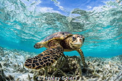 Hawksbill Turtle in a shallow lagoon by Henley Spiers 